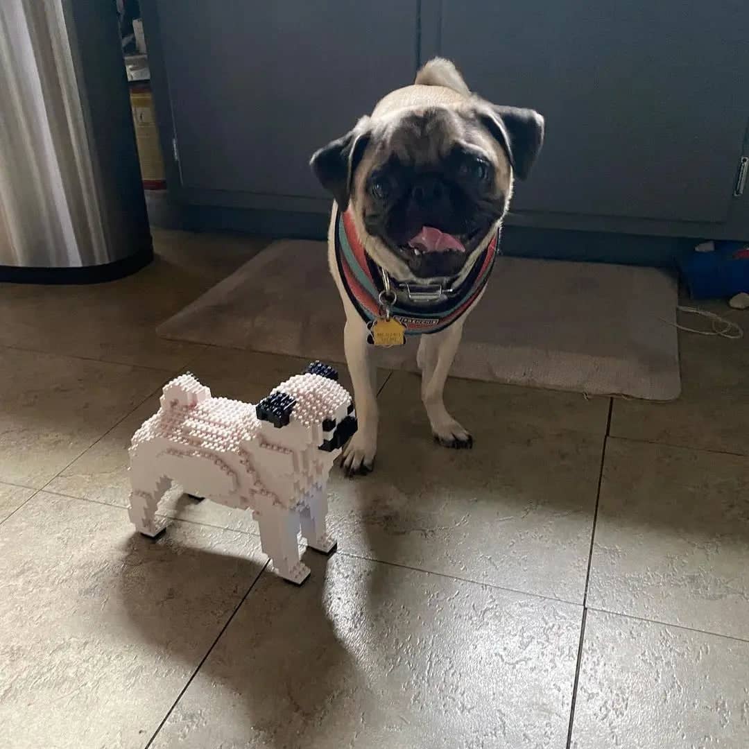 Pug Bricks