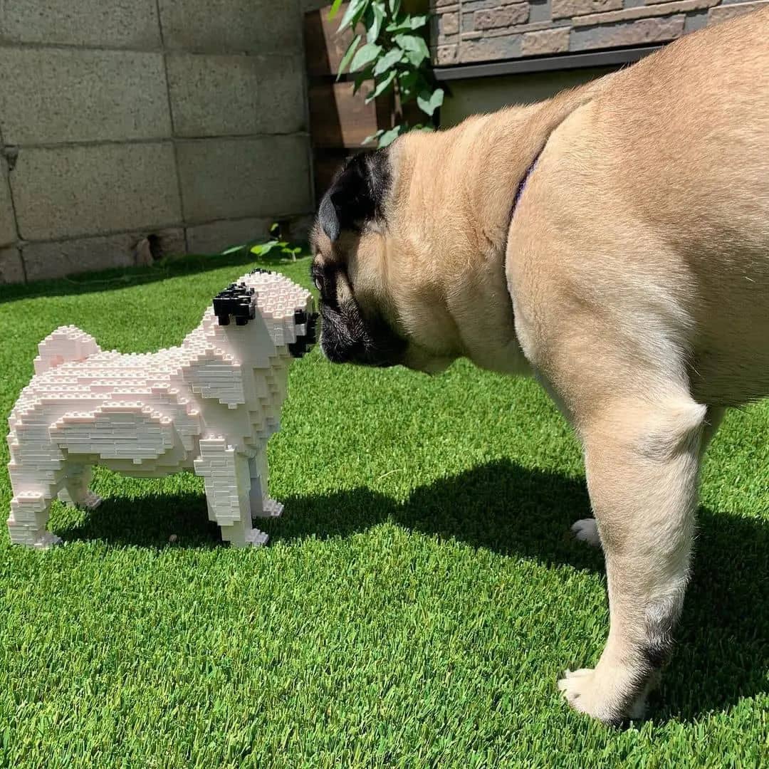 Pug Bricks